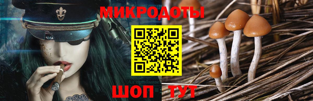 Псилоцибиновые грибы Psilocybe Шарыпово
